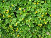 I fiori da giardino Moneywort, Strisciante Jenny, Lysimachia nummularia foto, caratteristiche giallo