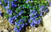 Garden Flowers Brooklime, Veronica photo, characteristics blue