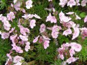 les fleurs du jardin Brooklime, Veronica photo, les caractéristiques rose