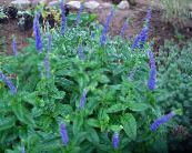 I fiori da giardino Longleaf Veronica, Veronica longifolia foto, caratteristiche blu