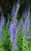 les fleurs du jardin Longleaf Speedwell, Veronica longifolia photo, les caractéristiques bleu ciel