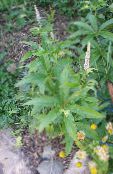 Gartenblumen Culver Wurzel, Bogenschützen Wurzel, Schwarzwurzel, Veronicastrum virginicum foto, Merkmale weiß