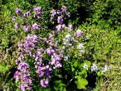 les fleurs du jardin Fusée Doux, Fusée De Dame, Hesperis photo, les caractéristiques lilas