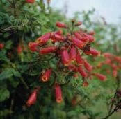 Gartenblumen Chilenisch Ruhm Blume, Eccremocarpus scaber foto, Merkmale rot