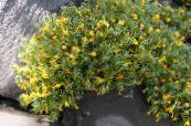les fleurs du jardin Vitaliana, Vitaliana primuliflora photo, les caractéristiques jaune