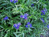 I fiori da giardino Campo Gromwell, Mais Gromwell, Buglossoides purpurocaerulea, Lithospermum arvense foto, caratteristiche blu