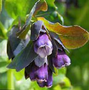 Gartenblumen Honeywort, Blau Garnelen Pflanze, Blau Wachsblume, Cerinthe major foto, Merkmale lila