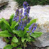 Gartenblumen Wulfenia foto, Merkmale blau
