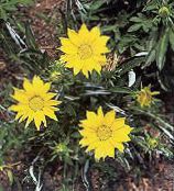  Treasure Flower, Gazania photo, characteristics yellow