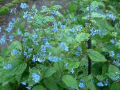 les fleurs du jardin Stickseed Bleu, Hackelia photo, les caractéristiques bleu ciel