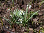 les fleurs du jardin Perce-Neige, Galanthus photo, les caractéristiques blanc