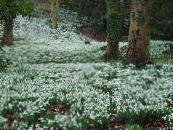 les fleurs du jardin Perce-Neige, Galanthus photo, les caractéristiques blanc