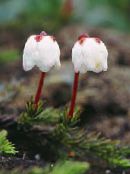 Gartenblumen Alaska Bellheather, Harrimanella foto, Merkmale weiß