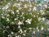 Gartenblumen Gaura foto, Merkmale weiß