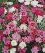 les fleurs du jardin Œillet, Dianthus caryophyllus photo, les caractéristiques rose