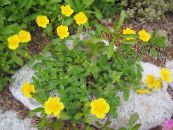 Gartenblumen Zistrose, Helianthemum foto, Merkmale gelb