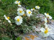 les fleurs du jardin Ciste, Helianthemum photo, les caractéristiques blanc