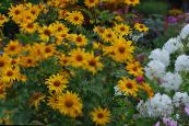 I fiori da giardino Falso Girasole, Occhio Di Bue, Girasole Heliopsis, Heliopsis helianthoides foto, caratteristiche giallo