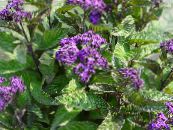 I fiori da giardino Eliotropio, Pianta Torta Di Ciliegie, Heliotropium foto, caratteristiche porpora