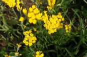 les fleurs du jardin Papier Marguerite, Rayon De Soleil, Helipterum photo, les caractéristiques jaune