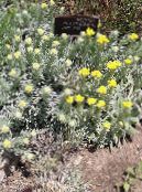 I fiori da giardino Elicriso Perrenial, Helichrysum foto, caratteristiche giallo