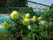 les fleurs du jardin Dahlia photo, les caractéristiques jaune