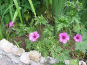I fiori da giardino Geranio Hardy, Geranio Selvatico, Geranium foto, caratteristiche rosa