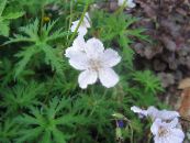 I fiori da giardino Geranio Hardy, Geranio Selvatico, Geranium foto, caratteristiche bianco