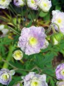 I fiori da giardino Geranio Hardy, Geranio Selvatico, Geranium foto, caratteristiche lilla