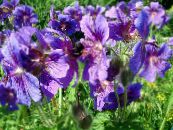 Hardy geranium, Wild Geranium  purple, characteristics, photo