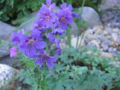 I fiori da giardino Geranio Hardy, Geranio Selvatico, Geranium foto, caratteristiche blu