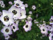 Gartenblumen Gilia, Augen Vogel foto, Merkmale weiß