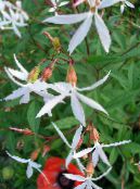 Gartenblumen Bowmans Wurzel, , Gillenia trifoliata foto, Merkmale weiß