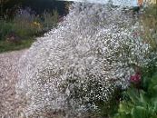Gartenblumen Schleierkraut, Gypsophila paniculata foto, Merkmale weiß