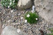 Gartenblumen Schleierkraut Bungeana, Gypsophila bungeana foto, Merkmale weiß