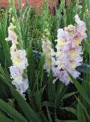 I fiori da giardino Gladiolo, Gladiolus foto, caratteristiche rosa