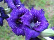 I fiori da giardino Gladiolo, Gladiolus foto, caratteristiche blu