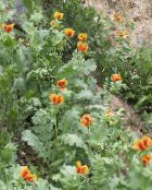 les fleurs du jardin Mer Coquelicot, Coquelicot Cornes, Glaucium photo, les caractéristiques orange