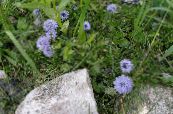 les fleurs du jardin Globe Daisy, Globularia photo, les caractéristiques bleu ciel
