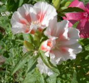 Gartenblumen Atlasflower, Abschied Zu Frühling, Godetia foto, Merkmale weiß