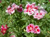 Gartenblumen Atlasflower, Abschied Zu Frühling, Godetia foto, Merkmale rosa