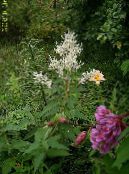 Gartenblumen Riesenfleece, Weiße Fleece Blume, Weißen Drachen, Polygonum alpinum, Persicaria polymorpha foto, Merkmale weiß