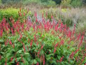 Garden Flowers Mountain Fleece, Polygonum amplexicaule, Persicaria amplexicaulis photo, characteristics red