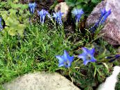 Garden Flowers Chinese Gentian, Gentiana  sino-ornata photo, characteristics light blue
