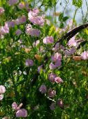 Gartenblumen Wicke, Lathyrus odoratus foto, Merkmale rosa