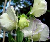 les fleurs du jardin Pois De Senteur, Lathyrus odoratus photo, les caractéristiques blanc