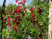 Garden Flowers Sweet Pea, Lathyrus odoratus photo, characteristics burgundy