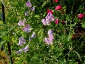 les fleurs du jardin Pois De Senteur, Lathyrus odoratus photo, les caractéristiques lilas