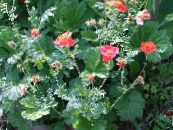 les fleurs du jardin Avens, Geum photo, les caractéristiques rouge