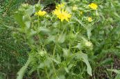 Gartenblumen Lockig Tasse Gumweed, Grindelia squarrosa foto, Merkmale gelb